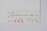 北馬兜鈴藏品圖，第2張