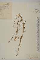 石竹、洛陽花、剪絨花藏品圖，第1張