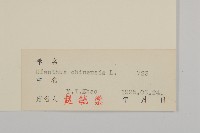 石竹、洛陽花、剪絨花藏品圖，第3張
