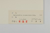 霞草、歐石頭花藏品圖，第3張