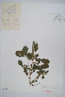 凹頭莧藏品圖，第1張