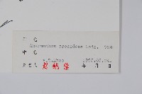 凹頭莧藏品圖，第2張