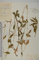 淺裂剪秋蘿藏品圖，第1張