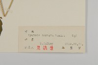 淺裂剪秋蘿藏品圖，第3張