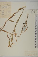 瞿麥藏品圖，第1張