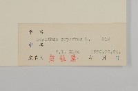 瞿麥藏品圖，第3張