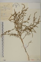 無翅豬毛菜藏品圖，第1張