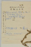 無翅豬毛菜藏品圖，第2張