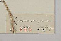 無翅豬毛菜藏品圖，第3張