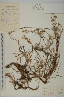 山螞蚱藏品圖，第1張