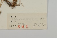 山螞蚱藏品圖，第3張