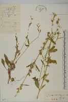 堅硬女婁菜藏品圖，第1張