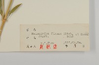 堅硬女婁菜藏品圖，第3張