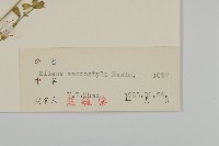 長柱蠅子草藏品圖，第3張