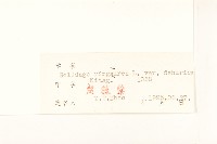 興安一枝黃花藏品圖，第3張