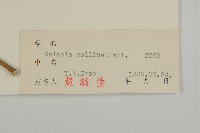 豬毛菜藏品圖，第3張