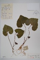 細辛、遼細辛藏品圖，第1張