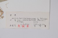 細辛、遼細辛藏品圖，第2張