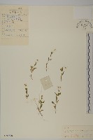 石生孩兒參藏品圖，第1張