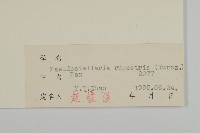 石生孩兒參藏品圖，第3張