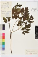 昇麻藏品圖，第2張