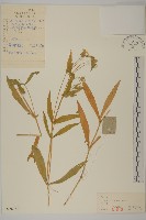 垂梗繁縷藏品圖，第1張