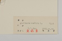 垂梗繁縷藏品圖，第3張