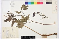 草烏頭藏品圖，第1張