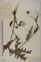 煙管草藏品圖，第1張