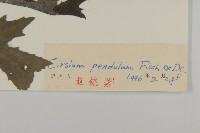 煙管草藏品圖，第3張