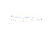 卵葉鳳毛菊藏品圖，第3張