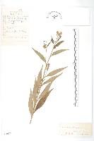 京鳳毛菊藏品圖，第1張