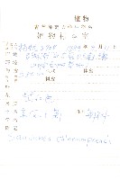 京鳳毛菊藏品圖，第2張