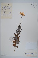 桔梗藏品圖，第1張