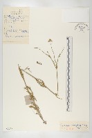 細葉藍盆花藏品圖，第1張