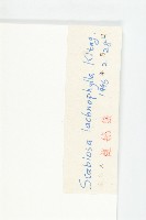 細葉藍盆花藏品圖，第3張