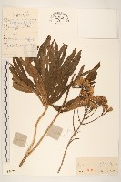 兔兒傘藏品圖，第1張