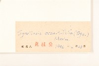 兔兒傘藏品圖，第3張