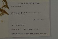 單蕊敗醬藏品圖，第2張