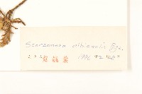 芼管草藏品圖，第3張