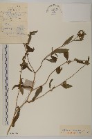 杓兒菜藏品圖，第1張