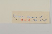 杓兒菜藏品圖，第3張