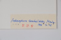 薺苨藏品圖，第2張