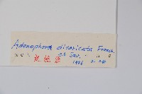 展枝沙參藏品圖，第2張