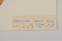 關蒼朮藏品圖，第3張