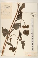 毛脈山蒿苣藏品圖，第1張