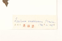 毛脈山蒿苣藏品圖，第3張