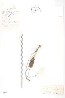高嶺鳳毛菊藏品圖，第1張