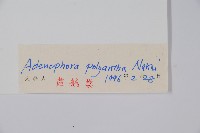 石沙參藏品圖，第2張