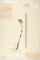 長白蜂斗菜藏品圖，第1張